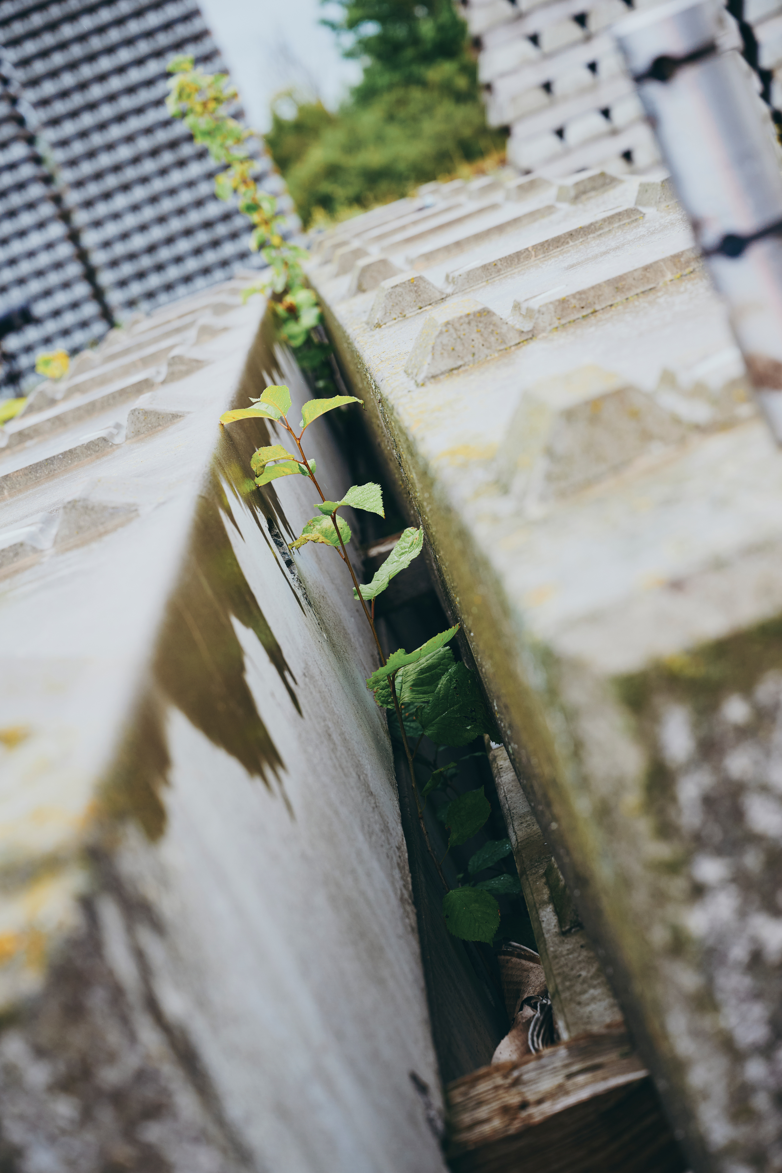 250708-moll-rail-z9f2537-copyrightlarafreiburger